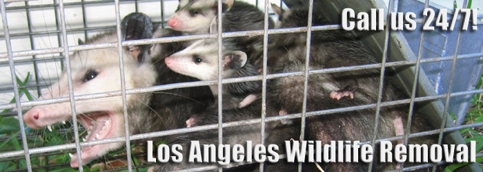 Dead Animal Removal - Los Angeles Wildlife Company
